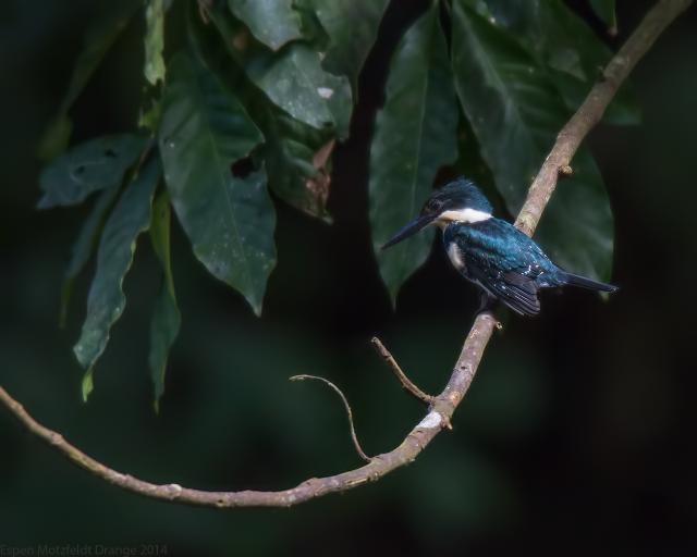Amazon Kingfisher f